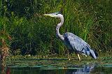 Heron In A Marsh_51308